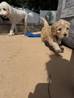 Purple collar girl, a female Goldendoodle for sale in Grain Valley, MO – 5 of 6