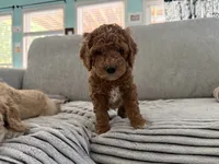 Yellow collar puppy, a male Goldendoodle for sale in Grain Valley, MO – 5 of 8