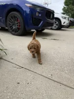 Yellow collar puppy, a male Goldendoodle for sale in Grain Valley, MO – 4 of 8