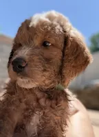 Teal Puppy, a male Goldendoodle for sale in Grain Valley, MO – 3 of 6