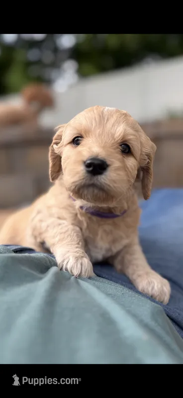 Purple collar girl – Goldendoodle puppy for sale in Grain Valley, MO