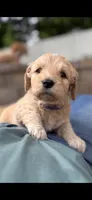 Purple collar girl, a female Goldendoodle for sale in Grain Valley, MO – 1 of 6