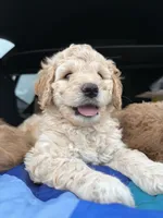 Pink collar puppy, a female Goldendoodle for sale in Grain Valley, MO – 2 of 5