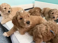 Orange collar puppy, a male Goldendoodle for sale in Grain Valley, MO – 9 of 10