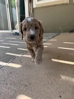 Teal Puppy, a male Goldendoodle for sale in Grain Valley, MO – 4 of 6