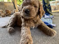 Blue collar boy, a male Goldendoodle for sale in Grain Valley, MO – 5 of 6