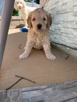 Pink collar puppy, a female Goldendoodle for sale in Grain Valley, MO – 4 of 5