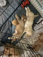 Orange collar puppy, a female Goldendoodle for sale in Grain Valley, MO – 1 of 4
