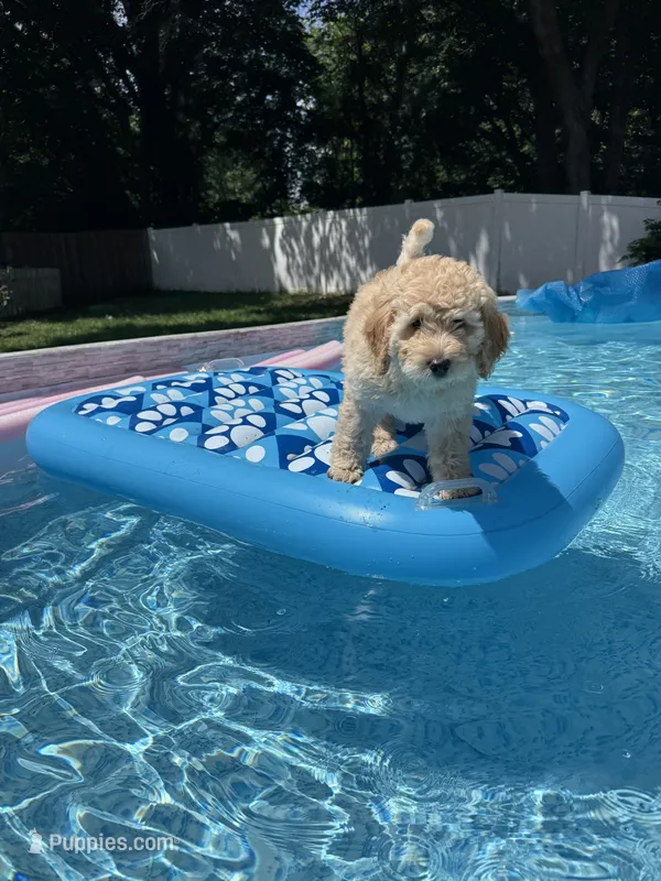 Rosalina “Rosie” -pink collar puppy – Goldendoodle puppy for sale in Grain Valley, MO