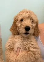 Violet-Purple collar girl, a female Goldendoodle for sale in Grain Valley, MO – 1 of 9