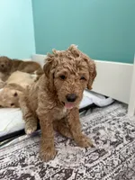 Green collar puppy, a female Goldendoodle for sale in Grain Valley, MO – 4 of 6