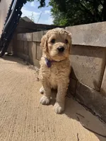 Purple collar girl, a female Goldendoodle for sale in Grain Valley, MO – 2 of 6