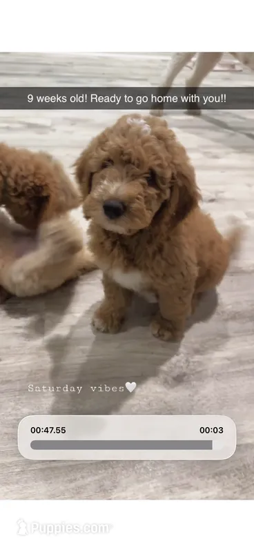 Reddington -Red collar puppy – Goldendoodle puppy for sale in Grain Valley, MO