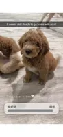 Reddington “snuggles” Red collar puppy, a male Goldendoodle for sale in Grain Valley, MO – 1 of 8