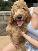 Reddington “snuggles” Red collar puppy, a male Goldendoodle for sale in Grain Valley, MO – 1 of 9