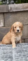 Orange collar puppy, a female Goldendoodle for sale in Grain Valley, MO – 4 of 4