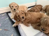 Orange collar puppy, a male Goldendoodle for sale in Grain Valley, MO – 7 of 10