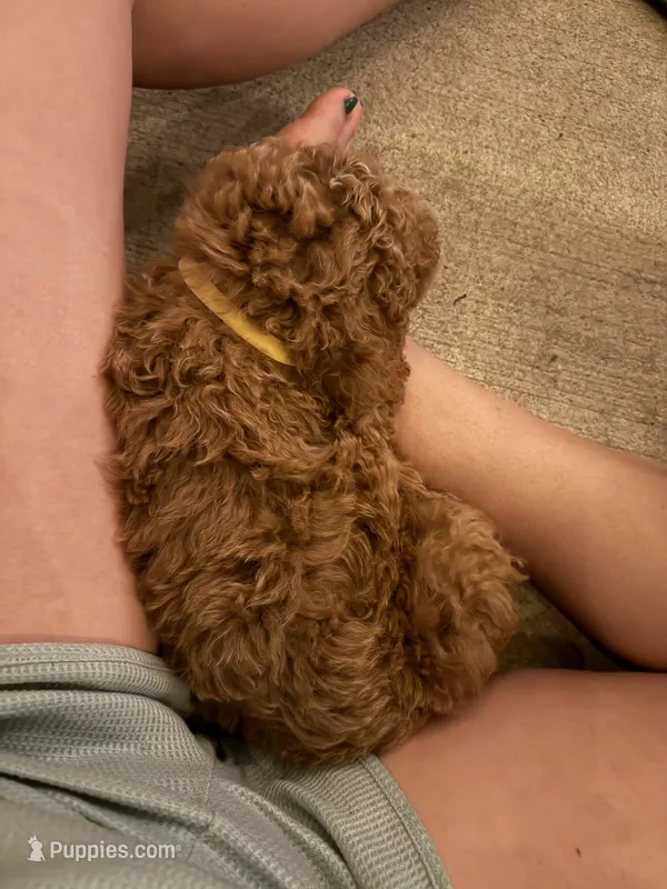 Yellow collar puppy – Goldendoodle puppy for sale in Grain Valley, MO