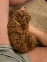 Yellow collar puppy, a male Goldendoodle for sale in Grain Valley, MO – 1 of 8