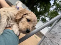 Purple collar girl, a female Goldendoodle for sale in Grain Valley, MO – 4 of 6