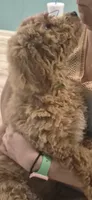 Baby mimi- Green collar puppy, a female Goldendoodle for sale in Grain Valley, MO – 3 of 9