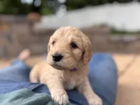 Purple collar girl, a female Goldendoodle for sale in Grain Valley, MO – 3 of 6