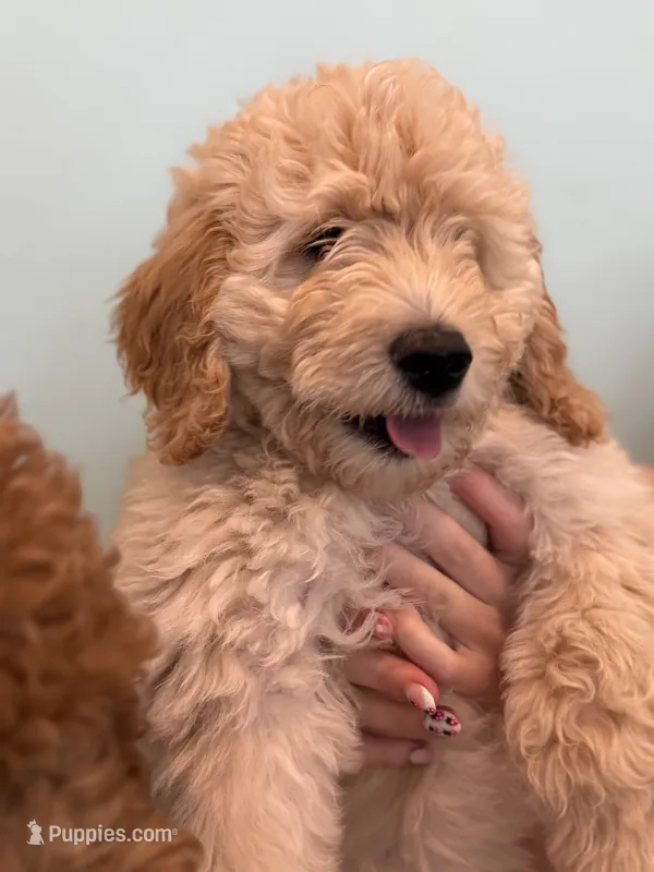 Rosalina “Rosie” -pink collar puppy – Goldendoodle puppy for sale in Grain Valley, MO