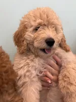 Rosalina “Rosie” -pink collar puppy, a female Goldendoodle for sale in Grain Valley, MO – 1 of 8