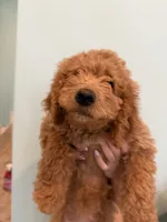 Baby mimi- Green collar puppy, a female Goldendoodle for sale in Grain Valley, MO – 1 of 9