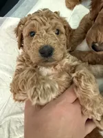 Green collar puppy, a female Goldendoodle for sale in Grain Valley, MO – 2 of 6