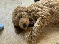 Yellow collar puppy, a male Goldendoodle for sale in Grain Valley, MO – 2 of 8