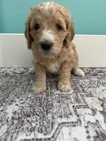 Orange collar puppy, a female Goldendoodle for sale in Grain Valley, MO – 3 of 4