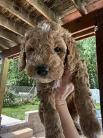 Orange collar puppy, a male Goldendoodle for sale in Grain Valley, MO – 1 of 10
