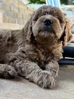 Blue collar boy, a male Goldendoodle for sale in Grain Valley, MO – 3 of 6