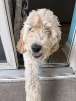 Rosalina “Rosie” -pink collar puppy, a female Goldendoodle for sale in Grain Valley, MO – 2 of 8