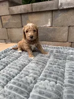 Orange collar puppy, a male Goldendoodle for sale in Grain Valley, MO – 3 of 10