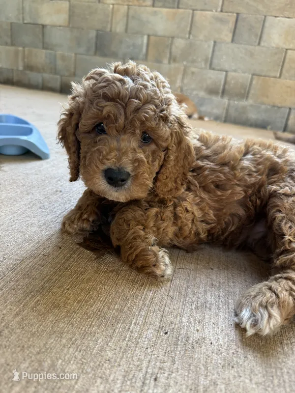 Yellow collar puppy – Goldendoodle puppy for sale in Grain Valley, MO