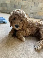Yellow collar puppy, a male Goldendoodle for sale in Grain Valley, MO – 8 of 8