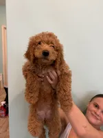 Baby mimi- Green collar puppy, a female Goldendoodle for sale in Grain Valley, MO – 2 of 9