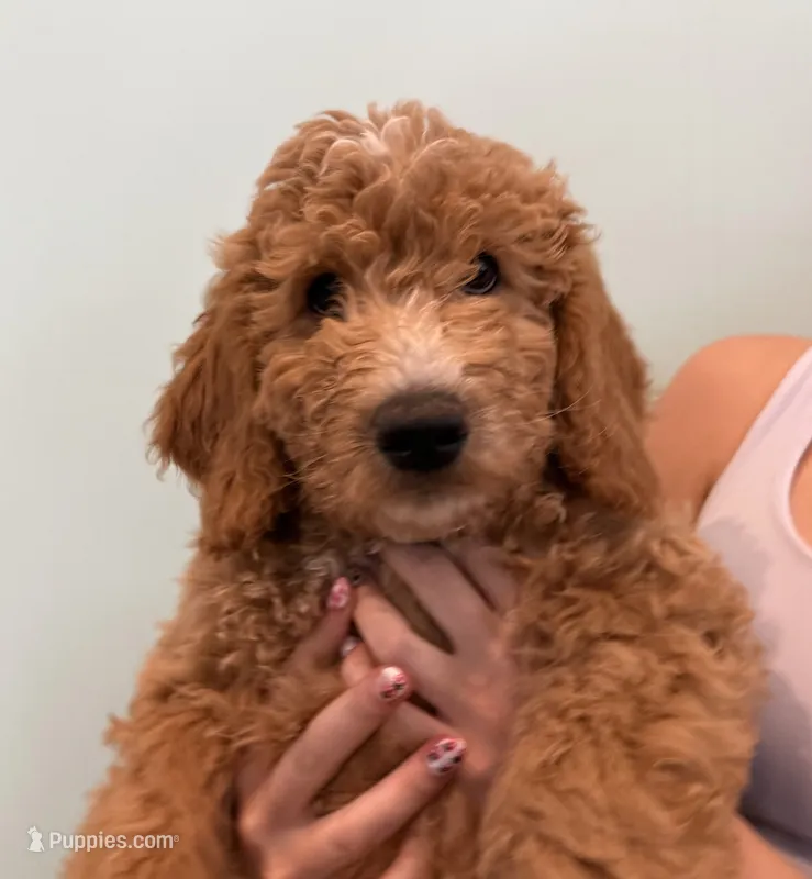 Neal diamond-Teal Puppy – Goldendoodle puppy for sale in Grain Valley, MO