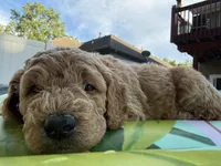 Green collar puppy, a female Goldendoodle for sale in Grain Valley, MO – 3 of 6