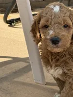 Orange collar puppy, a male Goldendoodle for sale in Grain Valley, MO – 6 of 10