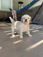 Pink collar puppy, a female Goldendoodle for sale in Grain Valley, MO – 3 of 5