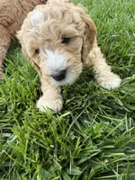 Orange collar puppy, a female Goldendoodle for sale in Grain Valley, MO – 2 of 4