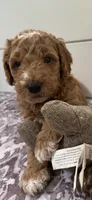 Orange collar puppy, a male Goldendoodle for sale in Grain Valley, MO – 5 of 10
