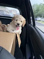Pink collar puppy, a female Goldendoodle for sale in Grain Valley, MO – 5 of 5