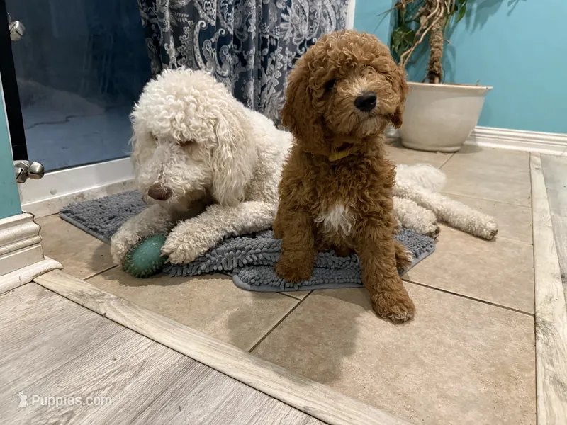 Simon -Yellow collar puppy – Goldendoodle puppy on hold in Grain Valley, MO