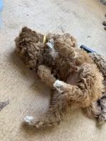 Yellow collar puppy, a male Goldendoodle for sale in Grain Valley, MO – 7 of 8