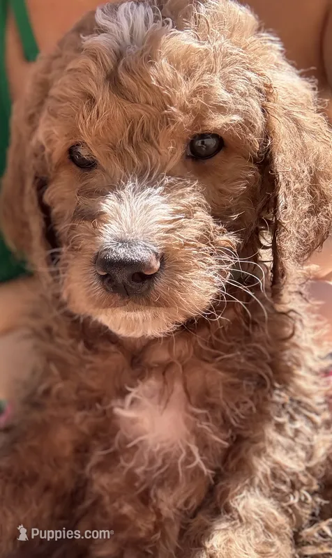 Teal Puppy – Goldendoodle puppy for sale in Grain Valley, MO