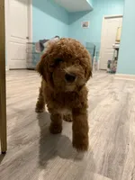 Simon -Yellow collar puppy, a male Goldendoodle for sale in Grain Valley, MO – 2 of 10